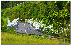 Blooming Bushes line nearly all country roads