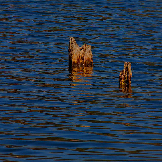 Holzpfosten im See