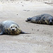 Seals at Horsey Gap