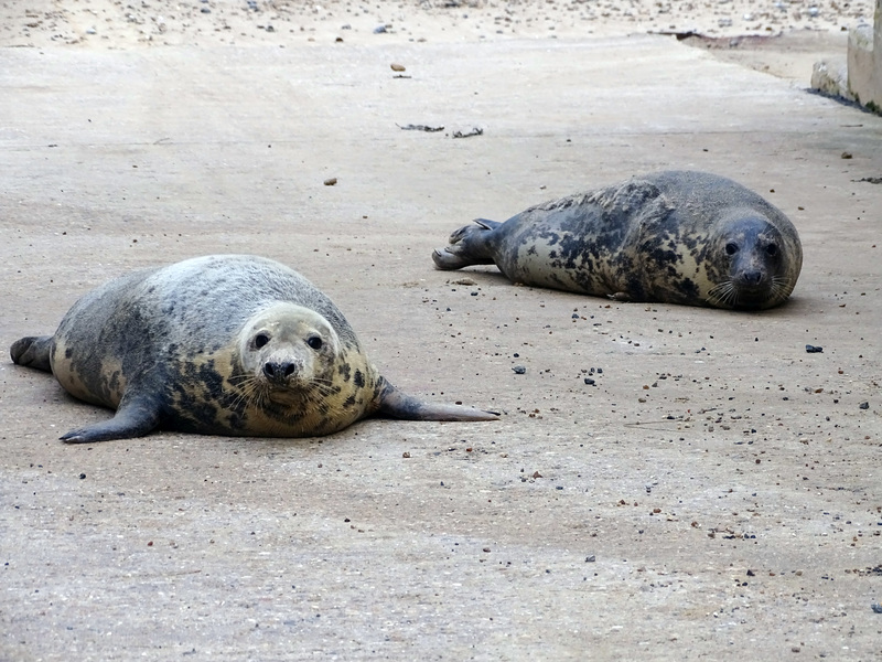 Seals at Horsey Gap