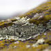 Foliose lichen on Xanthoria