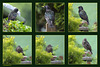 Starling garden visitors