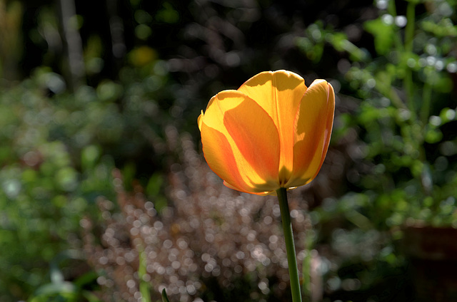 MA tulipe