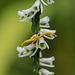 Spiranthes lacera var. gracilis (Southern Slender Ladies'-tresses orchid) with Crab Spider