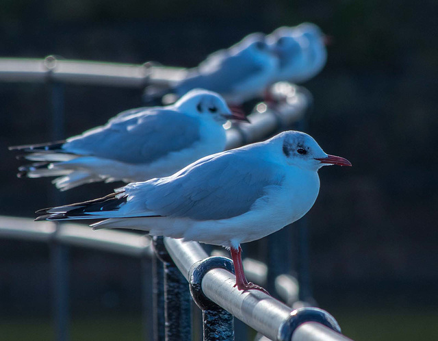 New Brighton gulls