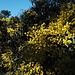 Acacia pycnantha, Fabaceae