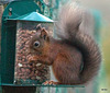 The Orchard Red Squirrel at Breakfast!