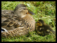 mother and duckling