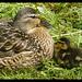 mother and duckling