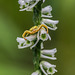 Spiranthes lacera var. gracilis (Southern Slender Ladies'-tresses orchid) with Crab Spider