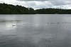 Sweden, Stockholm, Geese on Lake Mälaren