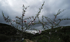Prunus dulcis, Amêndoeira
