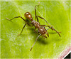 IMG 2956 Ant