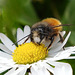 Die gehörnte Mauerbiene - eine hübsche Frühlingsbotin - a pretty spring messenger - PiP