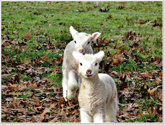 Twin Lambs.