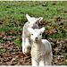 Twin Lambs.