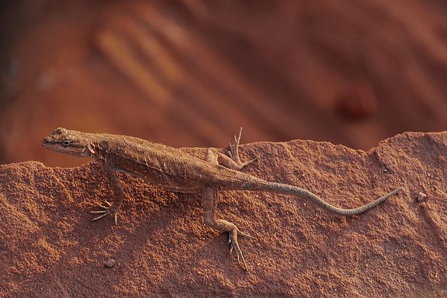 Arizona Desert Lizard