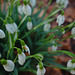 Clump of Snowdrops