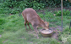 Muntjack Deer