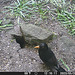 gct[3] - male blackbird