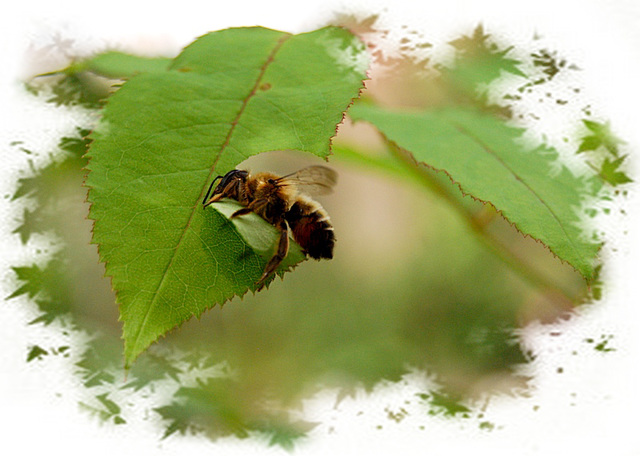 Leaf cutter Bee