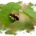 Leaf cutter Bee