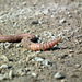 earthworm / ver de terre