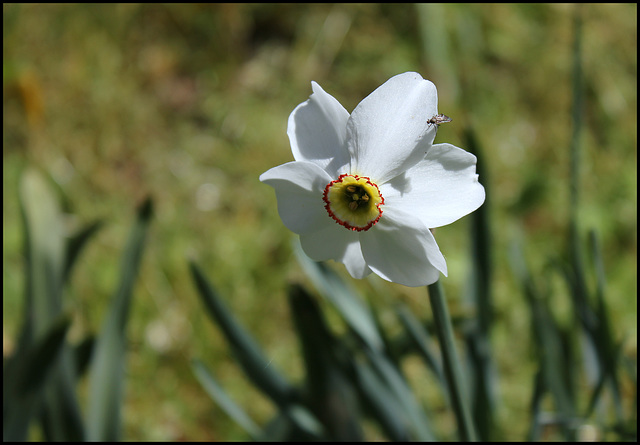 Narcissus poeticus  (1)
