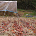 Red leaves fallen in the paddy field