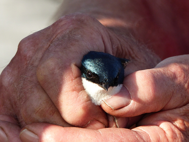 Don Stiles' Bluebird & Tree Swallow route