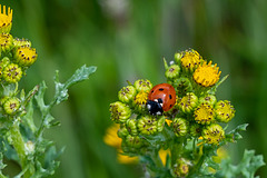 Seven-spot Ladybird on Tansy Ragwort-DSZ4821