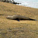 "I want to sleep..." - sea lion at Katiki Point