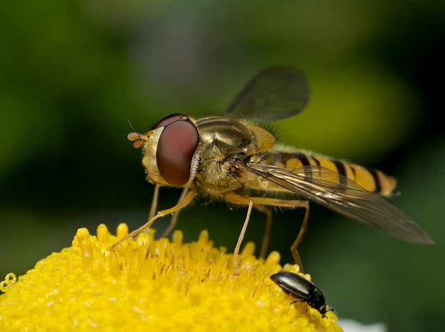 Episyrphus balteatus, The Marmalade Hoverfly.