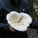 Our fungi leader with very large mushroom