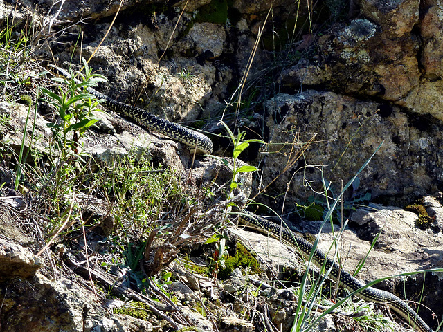 Cambia - Green whip snake