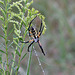 Garden spider (dorsal side)