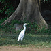 Egret and trunk