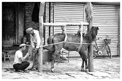 How to shoe a horse....Xinjiang 2000