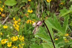 Türkenbundlilie - Knospe  (Lilium martagon)