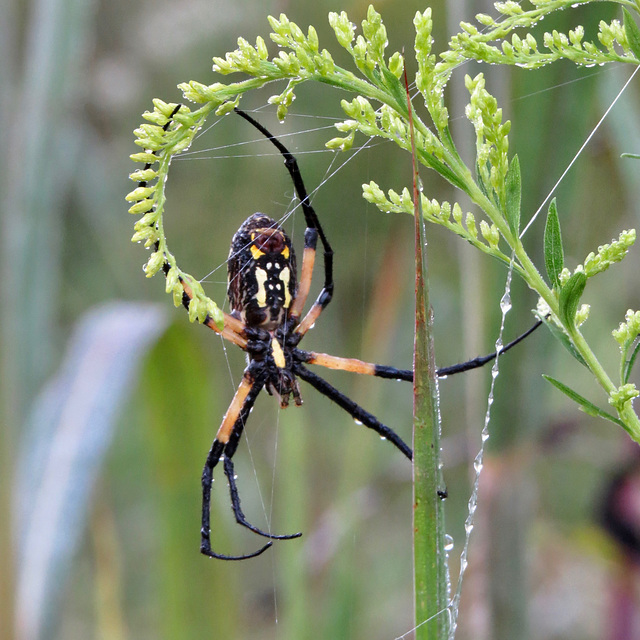 Garden spider (Ventral side)