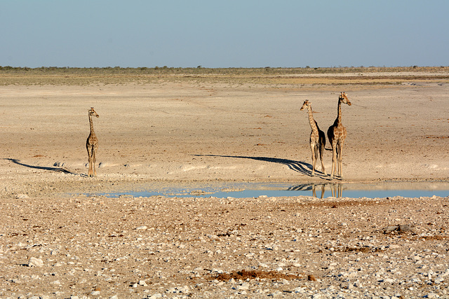 Namibia, Giraffes at the Watering Hole in Etosha National Park