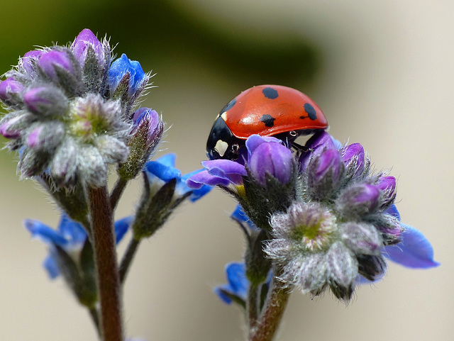 Ladybird Ladybird