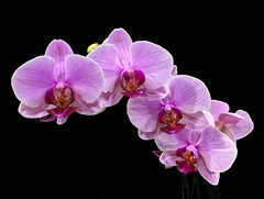 Różowo mi - Orchidea