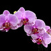Różowo mi - Orchidea