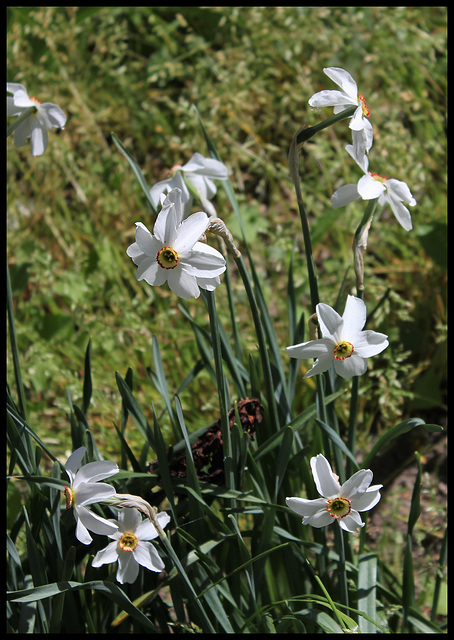 Narcissus poeticus  (2)