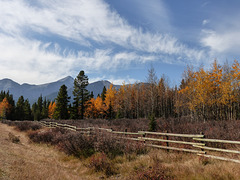 Fence line in the fall