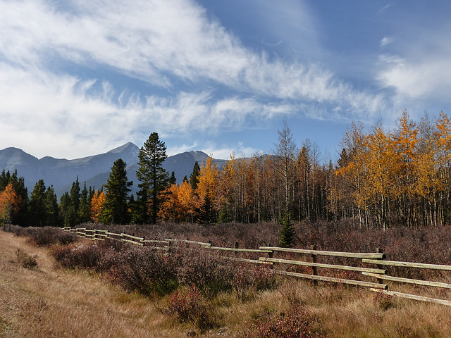 Fence line in the fall