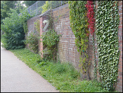 creepers on canalside wall
