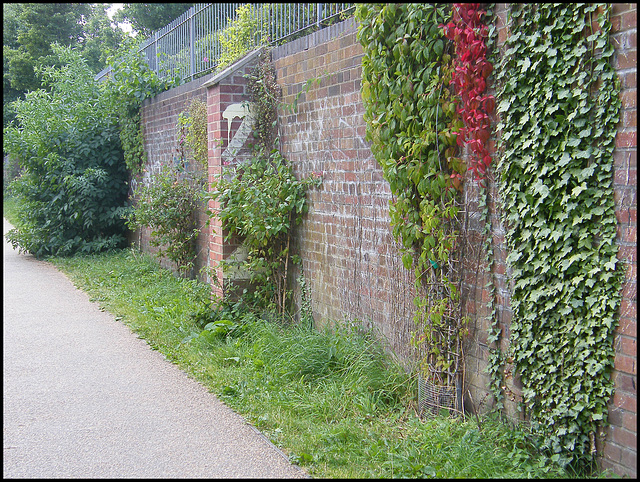 creepers on canalside wall