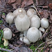 Fungi cluster